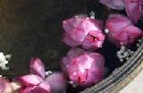 lotus flowers thumbnail